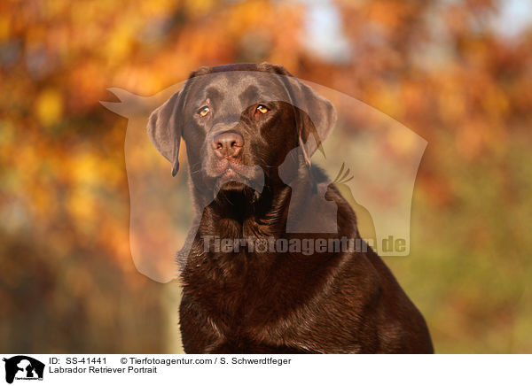 Labrador Retriever Portrait / SS-41441