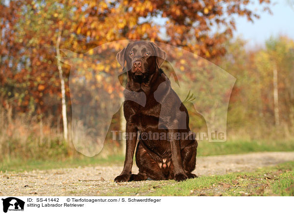sitting Labrador Retriever / SS-41442