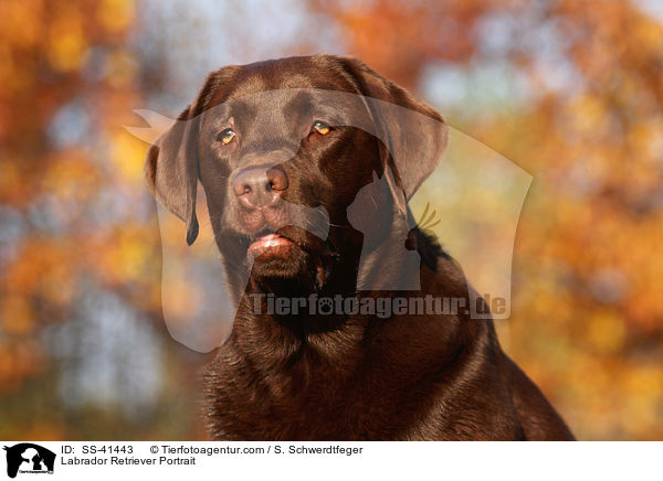 Labrador Retriever Portrait / SS-41443