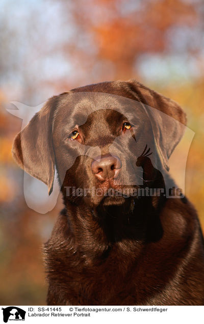 Labrador Retriever Portrait / SS-41445