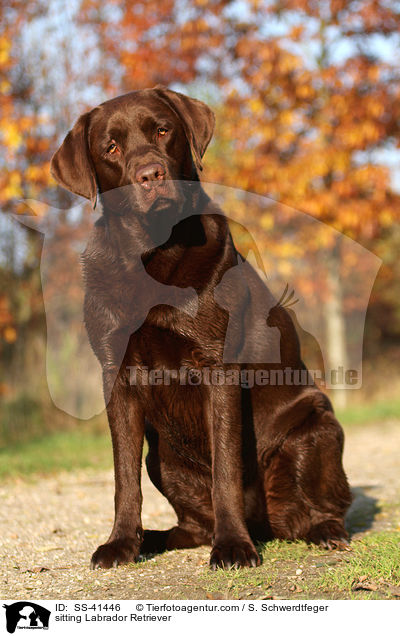 sitting Labrador Retriever / SS-41446