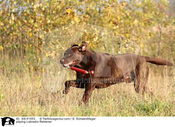 playing Labrador Retriever / SS-41453