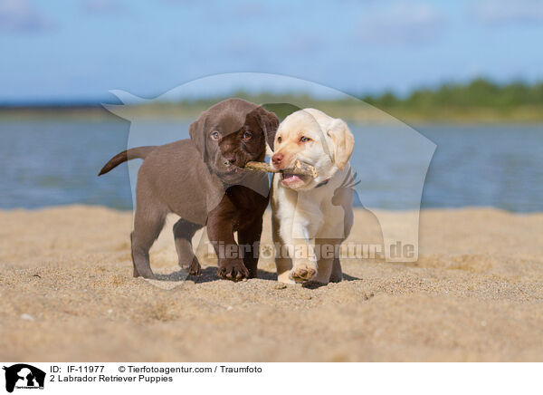 2 Labrador Retriever Puppies / IF-11977