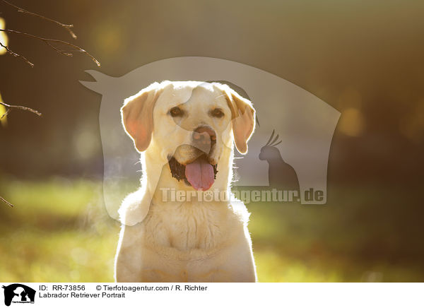 Labrador Retriever Portrait / Labrador Retriever Portrait / RR-73856