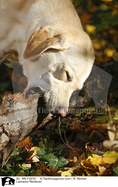 Labrador Retriever / Labrador Retriever / RR-73979