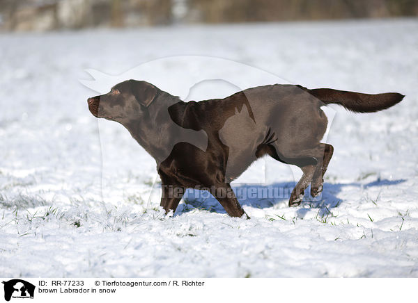 brown Labrador in snow / RR-77233