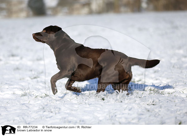 brown Labrador in snow / RR-77234