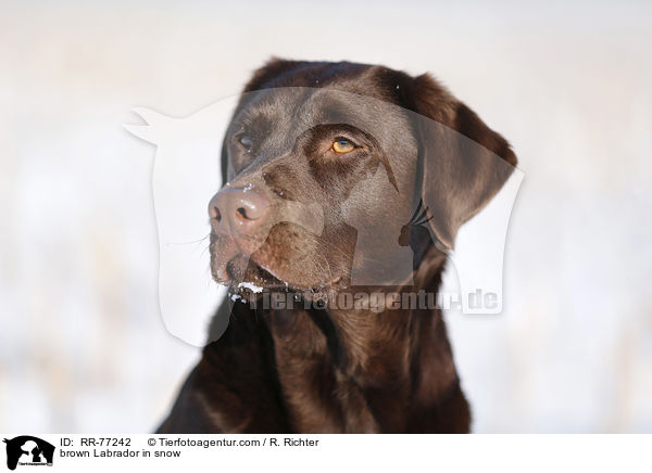 brown Labrador in snow / RR-77242