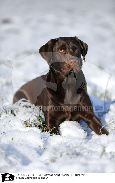 brown Labrador in snow / RR-77246