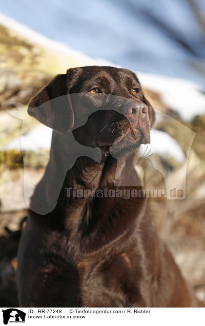 brown Labrador in snow / RR-77248