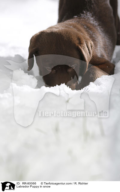 Labrador Puppy in snow / RR-80066