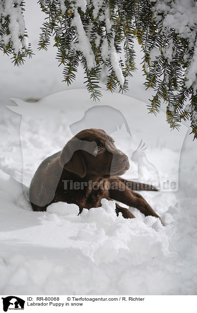 Labrador Puppy in snow / RR-80068