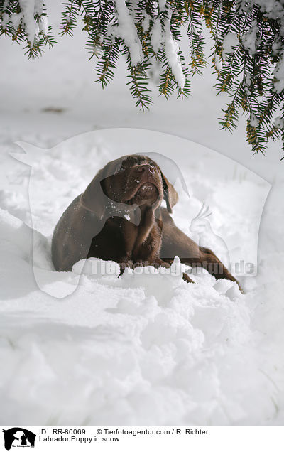 Labrador Puppy in snow / RR-80069