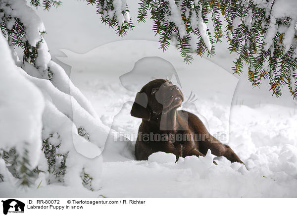 Labrador Puppy in snow / RR-80072