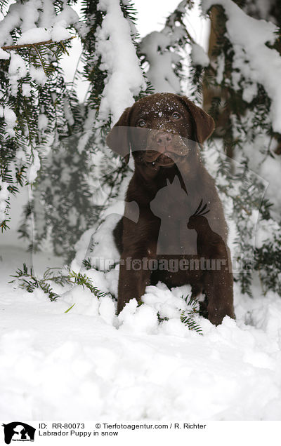 Labrador Puppy in snow / RR-80073