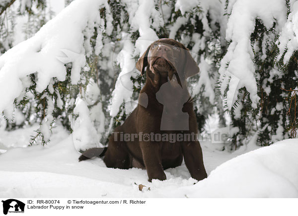 Labrador Puppy in snow / RR-80074