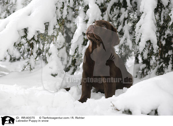 Labrador Puppy in snow / RR-80075