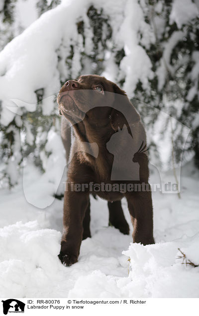 Labrador Puppy in snow / RR-80076