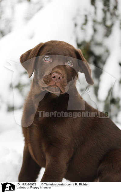 Labrador Puppy in snow / RR-80079