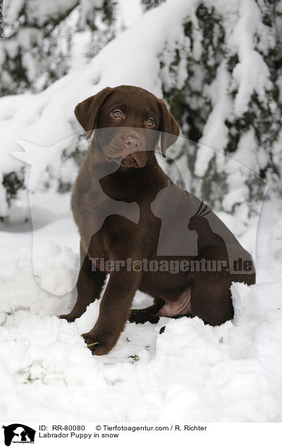 Labrador Puppy in snow / RR-80080