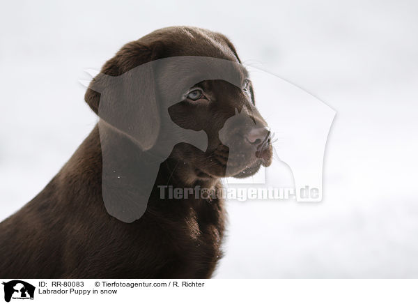 Labrador Puppy in snow / RR-80083