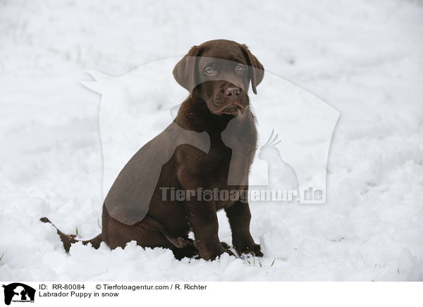 Labrador Puppy in snow / RR-80084