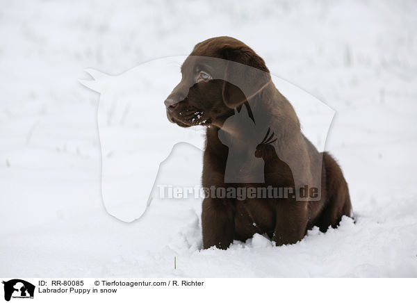 Labrador Puppy in snow / RR-80085