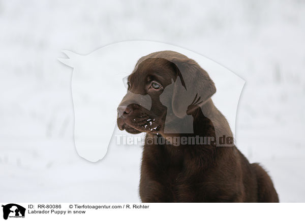 Labrador Puppy in snow / RR-80086