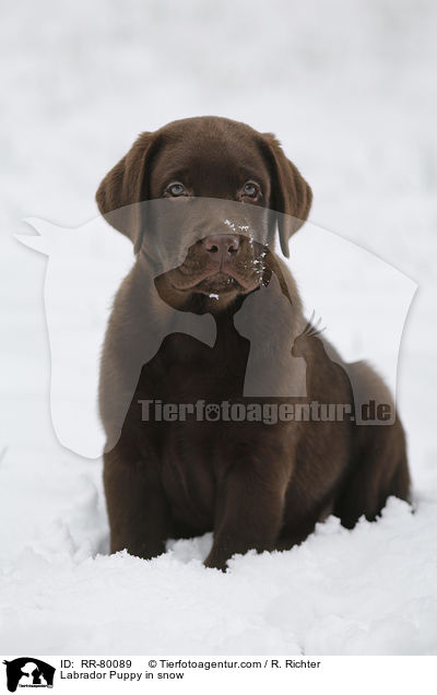 Labrador Puppy in snow / RR-80089