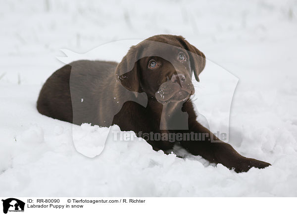 Labrador Puppy in snow / RR-80090