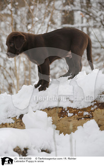Labrador Welpe im Schnee / Labrador Puppy in snow / RR-80099