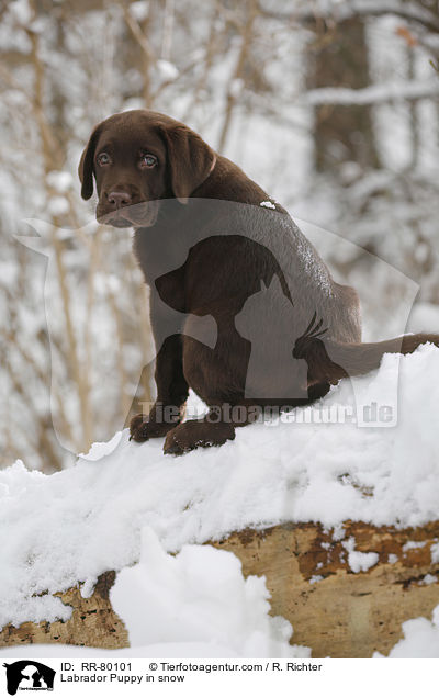 Labrador Welpe im Schnee / Labrador Puppy in snow / RR-80101