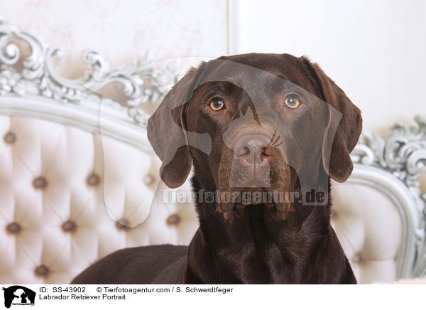 Labrador Retriever Portrait / Labrador Retriever Portrait / SS-43902