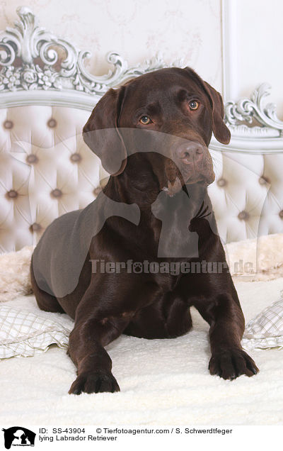 liegender Labrador Retriever / lying Labrador Retriever / SS-43904