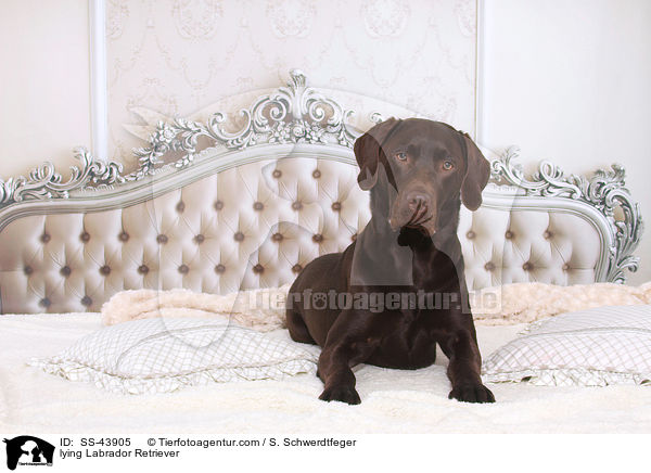 liegender Labrador Retriever / lying Labrador Retriever / SS-43905