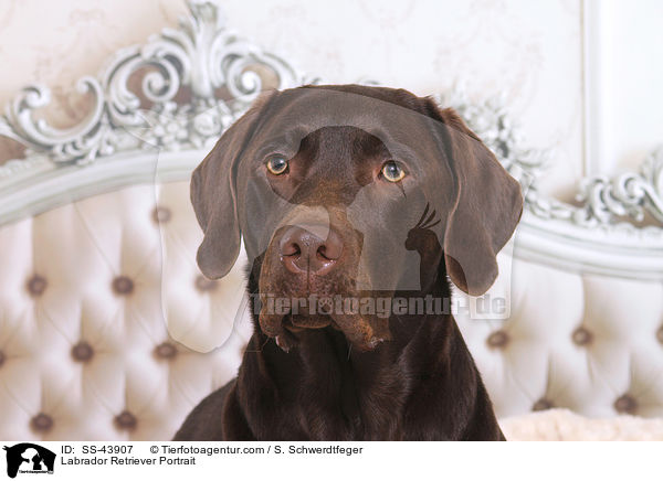 Labrador Retriever Portrait / Labrador Retriever Portrait / SS-43907