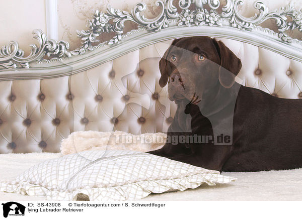 liegender Labrador Retriever / lying Labrador Retriever / SS-43908