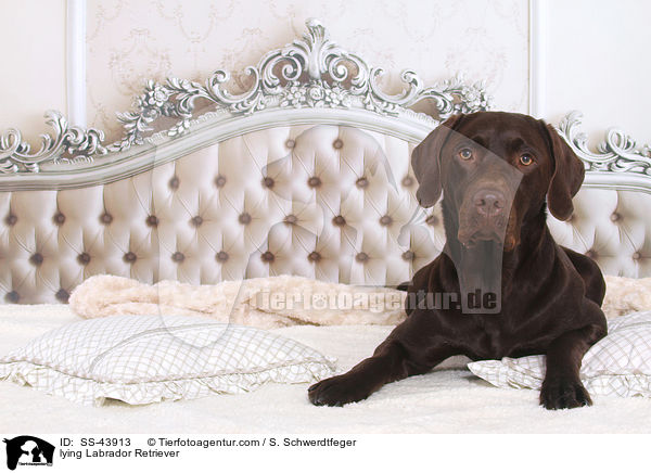 liegender Labrador Retriever / lying Labrador Retriever / SS-43913