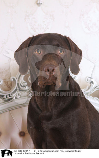 Labrador Retriever Portrait / Labrador Retriever Portrait / SS-43917