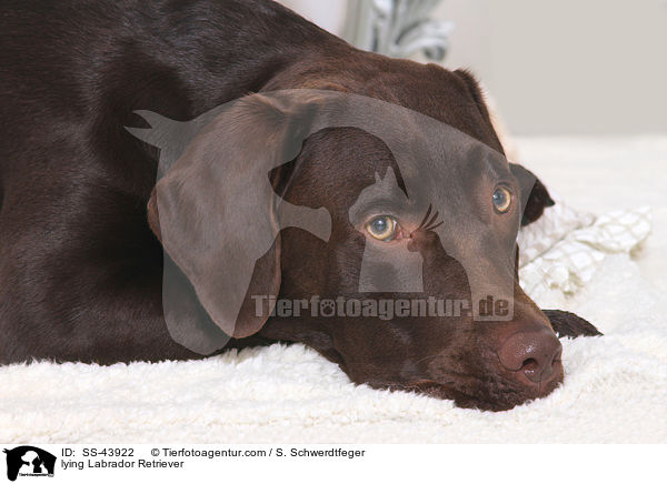 liegender Labrador Retriever / lying Labrador Retriever / SS-43922