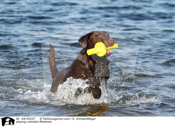 spielender Labrador Retriever / playing Labrador Retriever / SS-45237