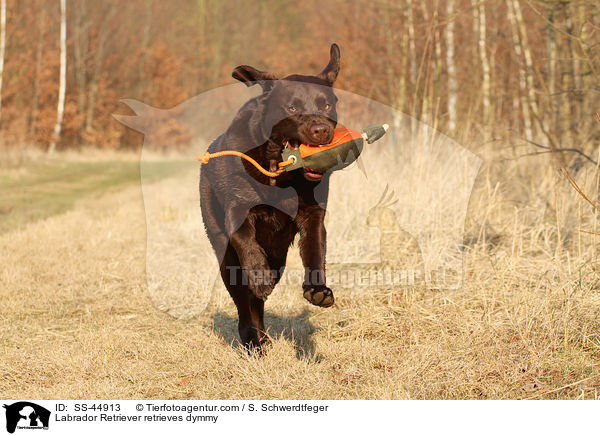 Labrador Retriever retrieves dymmy / SS-44913