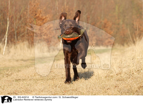 Labrador Retriever retrieves dymmy / SS-44914