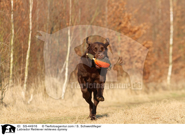Labrador Retriever retrieves dymmy / SS-44916