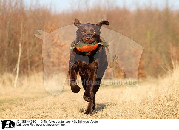 Labrador Retriever retrieves dymmy / SS-44920