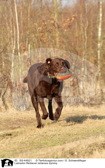 Labrador Retriever retrieves dymmy / SS-44921