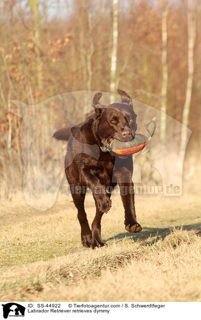 Labrador Retriever retrieves dymmy / SS-44922