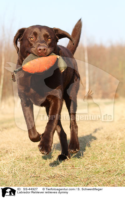 Labrador Retriever retrieves dymmy / SS-44927