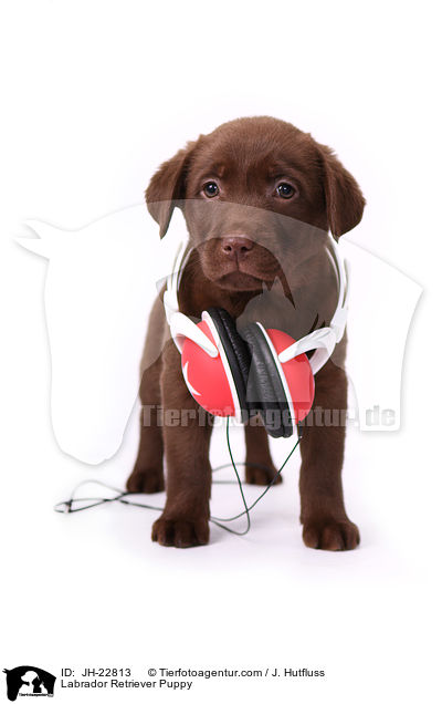 Labrador Retriever Welpe / Labrador Retriever Puppy / JH-22813