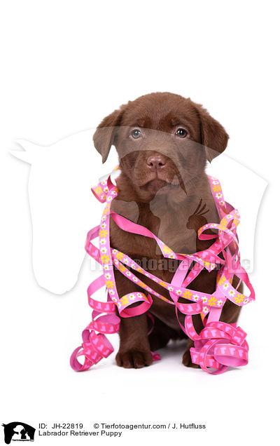 Labrador Retriever Welpe / Labrador Retriever Puppy / JH-22819